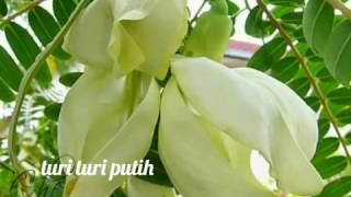 Turi-turi putih versi dangdut enak di dengar sebagai pengingat kita