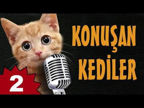 Talking Cats 2 The Funniest Cat Videos! PISICIK TV