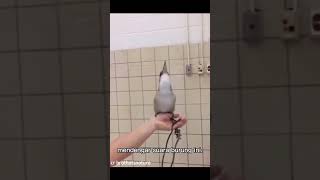 Download lagu Burung Kookaburra. Burung yang memiliki suara yang jauh berbeda dari burung lainnya mp3 Download lagu Burung Kookaburra. Burung yang memiliki suara yang jauh berbeda dari burung lainnya mp3