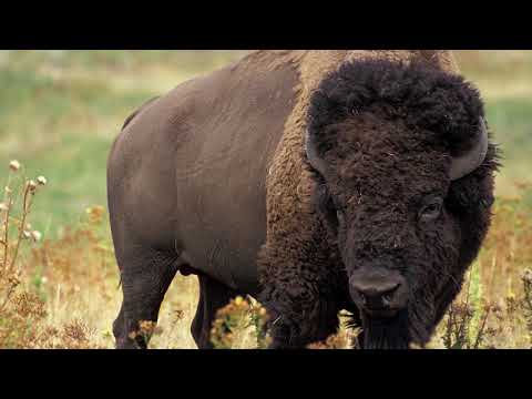 BUFFALO RUNNER by Chris Navarro