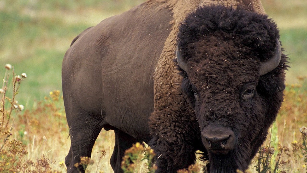 BUFFALO RUNNER by Chris Navarro