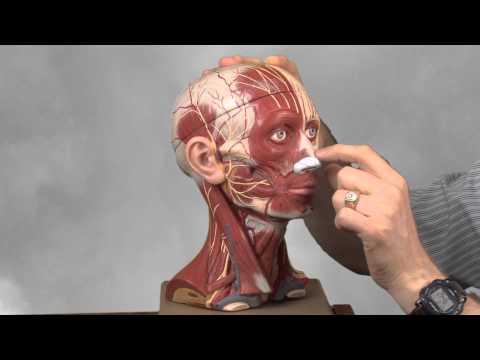 Muscles of facial Expression with Allan Forsman