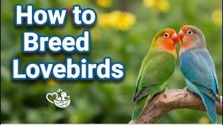 Download lagu Cara Ternak Lovebird Panduan Lengkap untuk Pemula dalam Ternak Lovebird Peliharaan mp3 Download lagu Cara Ternak Lovebird Panduan Lengkap untuk Pemula dalam Ternak Lovebird Peliharaan mp3