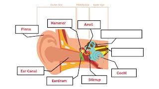 Hearing for Kids | Chapter 5 Activity Guide | Neuroscience for Kids