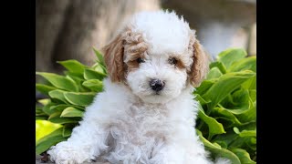 Video preview image #1 Goldendoodle (Miniature) Puppy For Sale in LITITZ, PA, USA