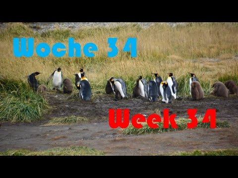 Königspinguine auf Feuerland und Eis im Wohnmobil - Elternzeit am Ende der Welt - Woche34