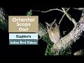 The Oriental Scops Owl Otus Sunia