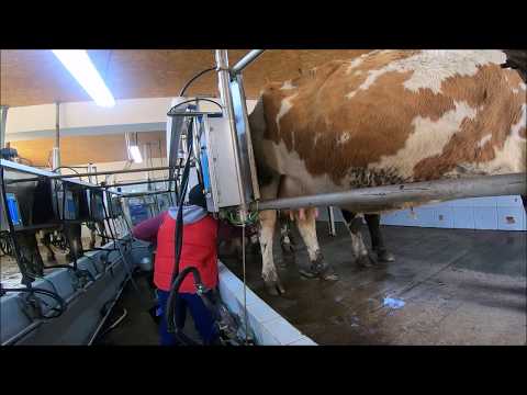 Készítmények szarvasmarhák férgekhez - Gyógyszer szarvasmarhák férgekhez
