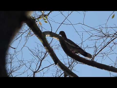 nature in my backyard episode 218 (HD)