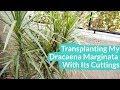 Transplanting My Dracaena Marginata With It S Cuttings Joy Us Garden