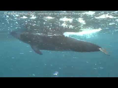 Dolphin Diary 230411.m4v