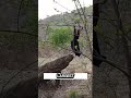 World S Largest Bat Vs Komodo Dragon An Unbelievable Showdown Shorts Short