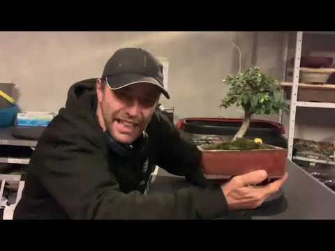 Bonsai Zelkova umtopfen