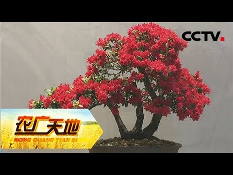 《农广天地》 20180129 杜鹃花盆栽造型技术 | CCTV农业