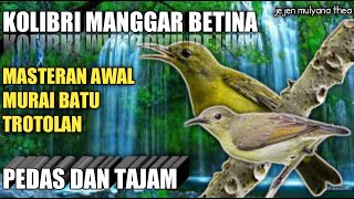 Download lagu kolibri manggar betina gacor | masteran tajam mp3
