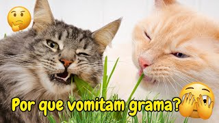 Gatos podem COMER GRAMINHA? Por que alguns Gatos VOMITAM depois de Comer Grama? Faz MAL para Eles?