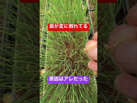 園芸 永久ネギ、多年生ネギ