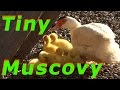 Muscovy Ducklings Outside On A Cool Morning #63 ...