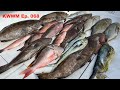 Overnight Spearfishing Trip Patience Is Key