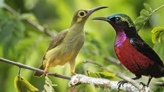 Download lagu Pancingan suara kolibri betina memanggil jantan mp3