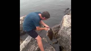 MONSTER Freshwater drum on a pier. #fishing #shorts #freshwaterdrum