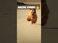 WOOF! Doggo Breaks the Internet with INSANE Speed Run! (Prepare to be Shocked!) #shorts