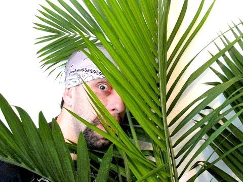 Palm Tree to the Face! 3/15/14 (Day 387)