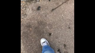 Love bugs invade Mississippi 1