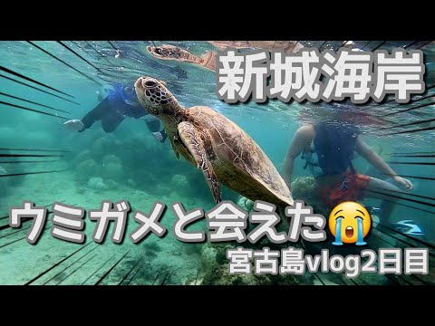 [Miyakojima] Encontre tartarugas marinhas na costa de Shinshiro [vlog]