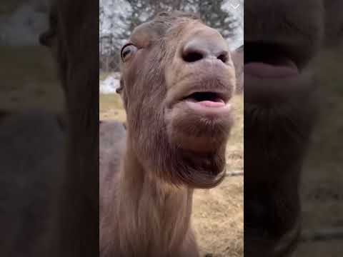 BLE BLE HOW FUNNY IS THIS!!! 😂😭 #shorts #funny #comedy