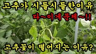 고추농사 고추가 시들시들한이유와 고추꽃이떨어지는이유와 고추지지대에 대해서이야기 해보았습니다 Red peppe…