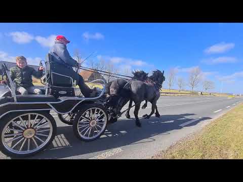 Span Arias en Appie - star gelding and star stallion - 2016