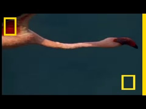 download lagu mp3 mp4 Can You Eat A Flamingo, download mp3 Can You Eat A Flamingo free download mp3, download mp3 Can You Eat A Flamingo