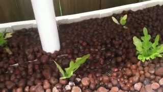 Aquaponics update #3 Its lettuce time in Tennessee!!