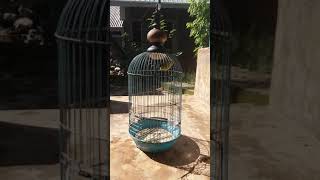 Download lagu kecial kuning gacor...sulawesi tenggara mp3