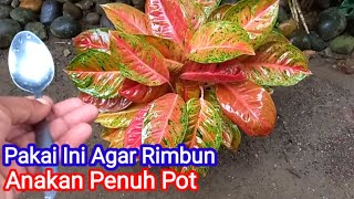 Download lagu Cara Merawat Aglonema Agar Rimbun Dan Cepat Beranak mp3