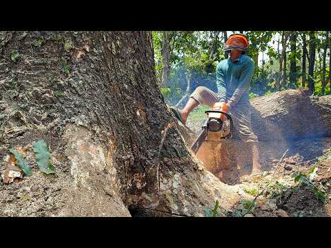 2 Trucks Needed! Pulling Down a Massive 50-Year-Old Giant Tree!