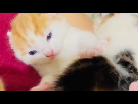 Newly born kittens at our home 🏡