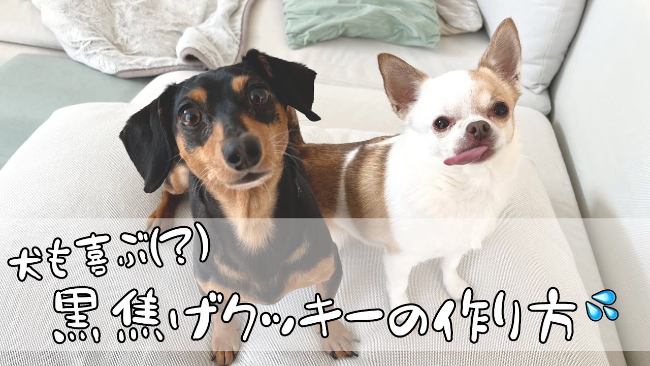 犬のためにクッキー作ったら黒焦げになってつらい