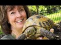 Woman Reunites With Tortoise After It Disappears For 9 Months