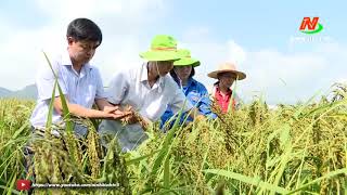 Chi cục Trồng trọt và Bảo vệ thực vật Ninh Bình phục tráng và bảo tồn thành công giống lúa Nếp hạt cau tại Nho Quan