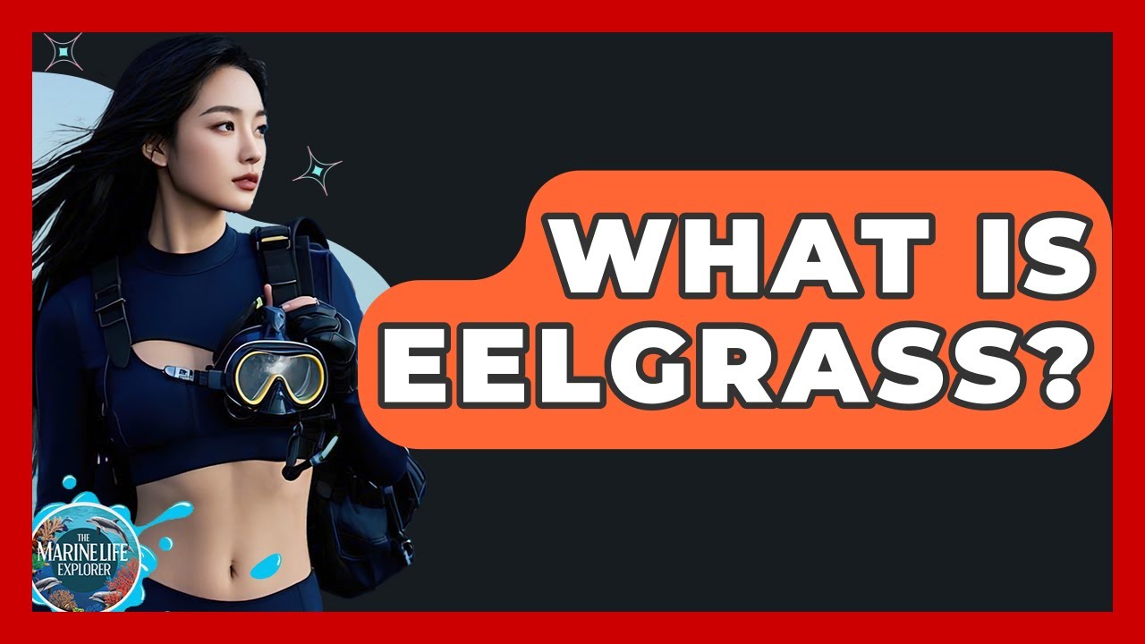 What Is Eelgrass? - The Marine Life Explorer