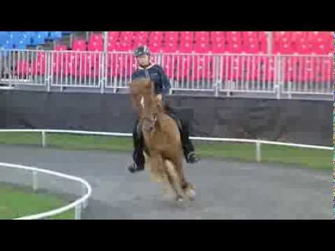 Tígull - WM-Training - 2.8. - www.kronshof.de