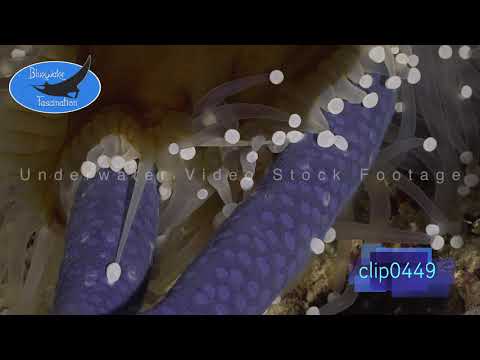 0449_White Sea anemone battle Starfish close up. 4K Underwater Royalty Free Stock Footage.