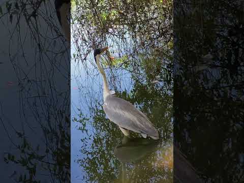 parque Ibirapuera são Paulo #vida selvagem #garça #aves aquáticas