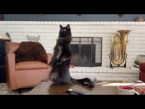 Oscar And The Tuba - Funny Black Cat Video, Cat Standing