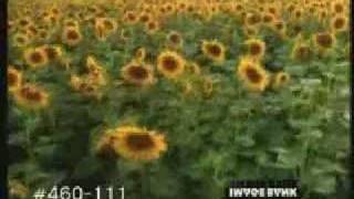 smooth jazz - ramsey lewis - quiet storm