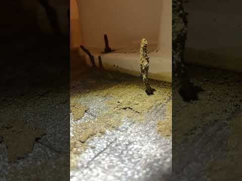 Understanding Termites: Facts, Prevention, and Treatment | Termite Control Guide