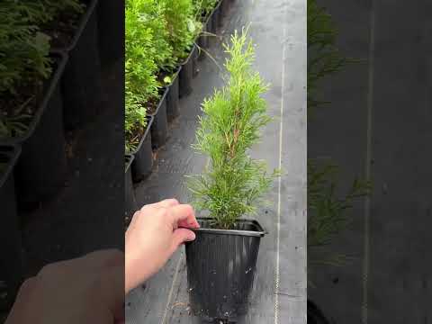 фото туя западная смарагд 0