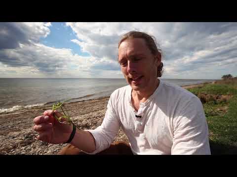 Ålgräs -varför det är viktigt (lång)